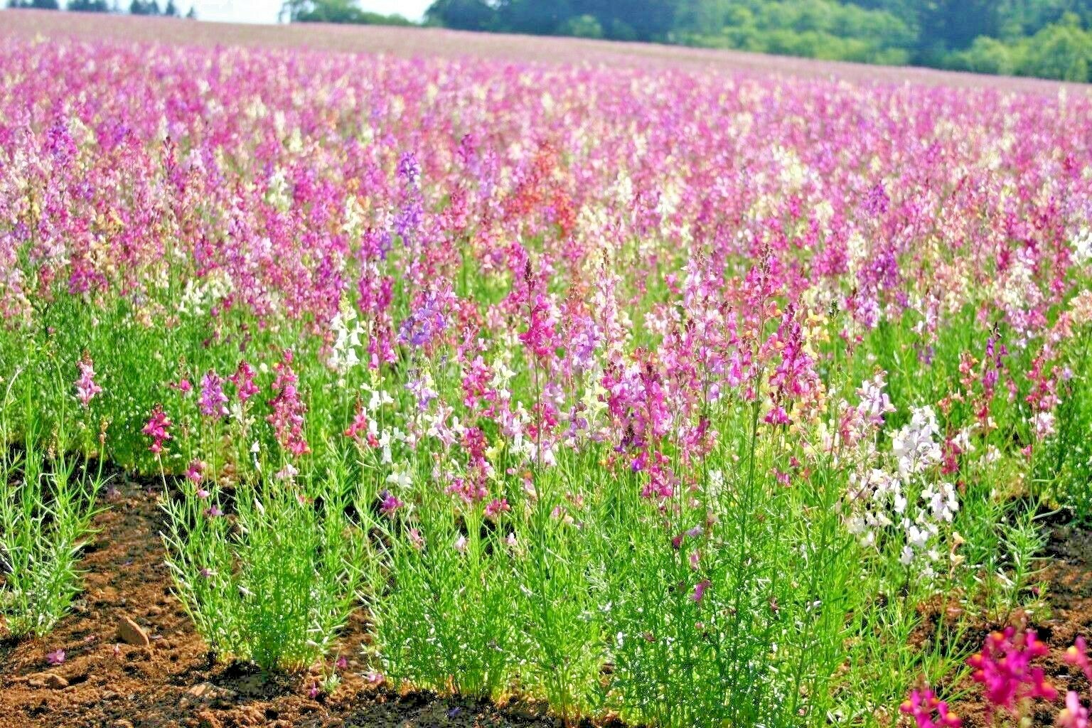 2001+SNAPDRAGON Northern Lights Mix Seeds Container Spring Fall Flower Garden