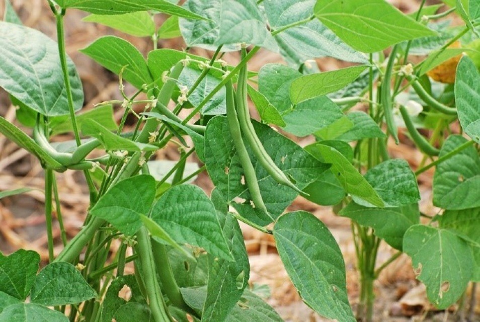 Bean Gold Rush -Yellow / Green Provider-Valentine-French Garden Bush/Organic
