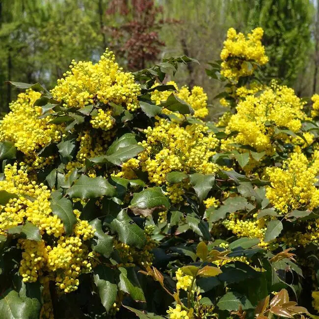 1-1000 PCS Creeping Barberry Tree Seeds Fruit Blue Mahonia Repens Berberis 0154