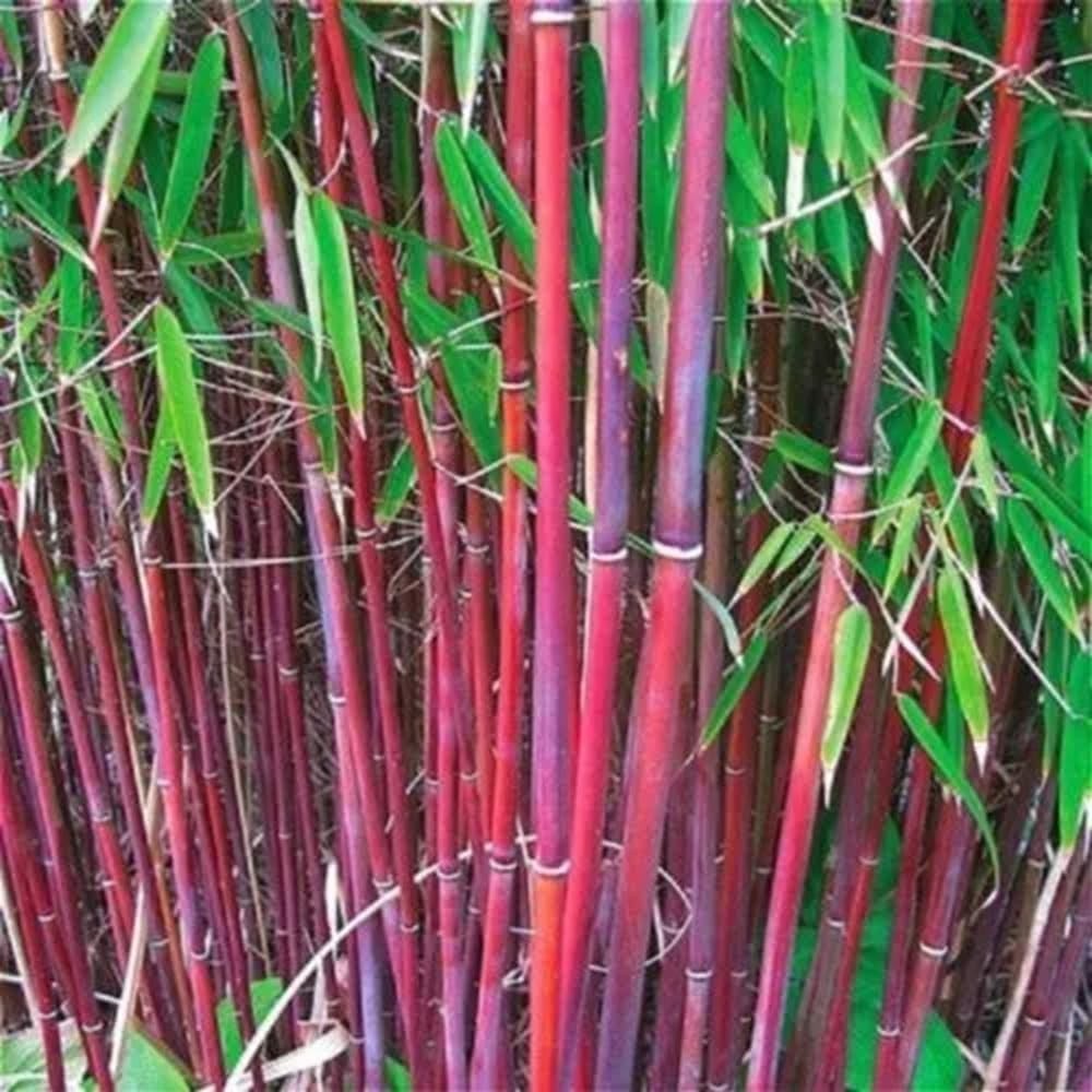 Bamboo Seeds (480 PCS) Low-Maintenance Evergreen Bamboo, Cold-Hardy & Shade-Tole