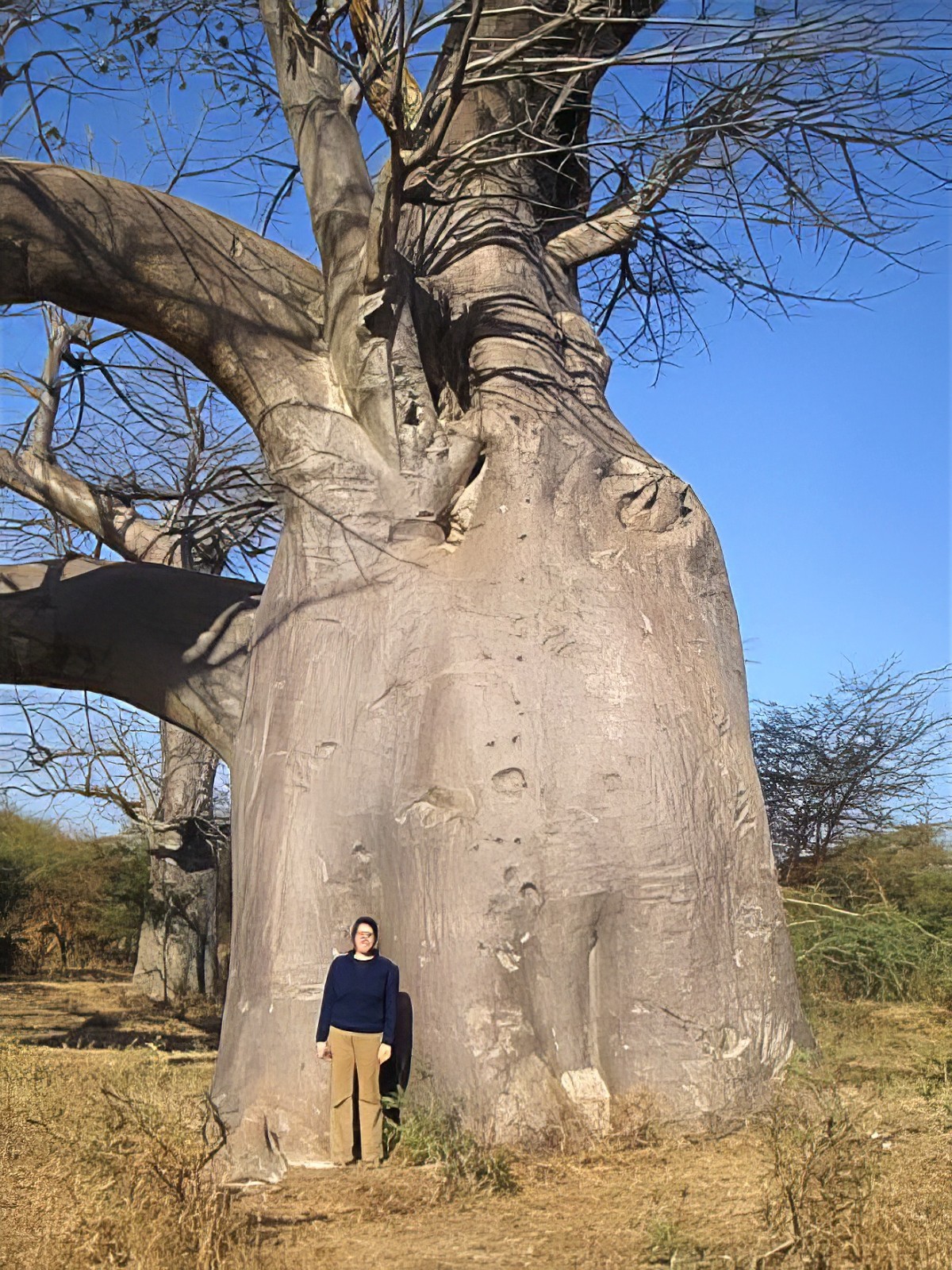 5 Baobab Seeds Adansonia digitata “Tree of Life” Rare Monkey Bread Bonsai Plant
