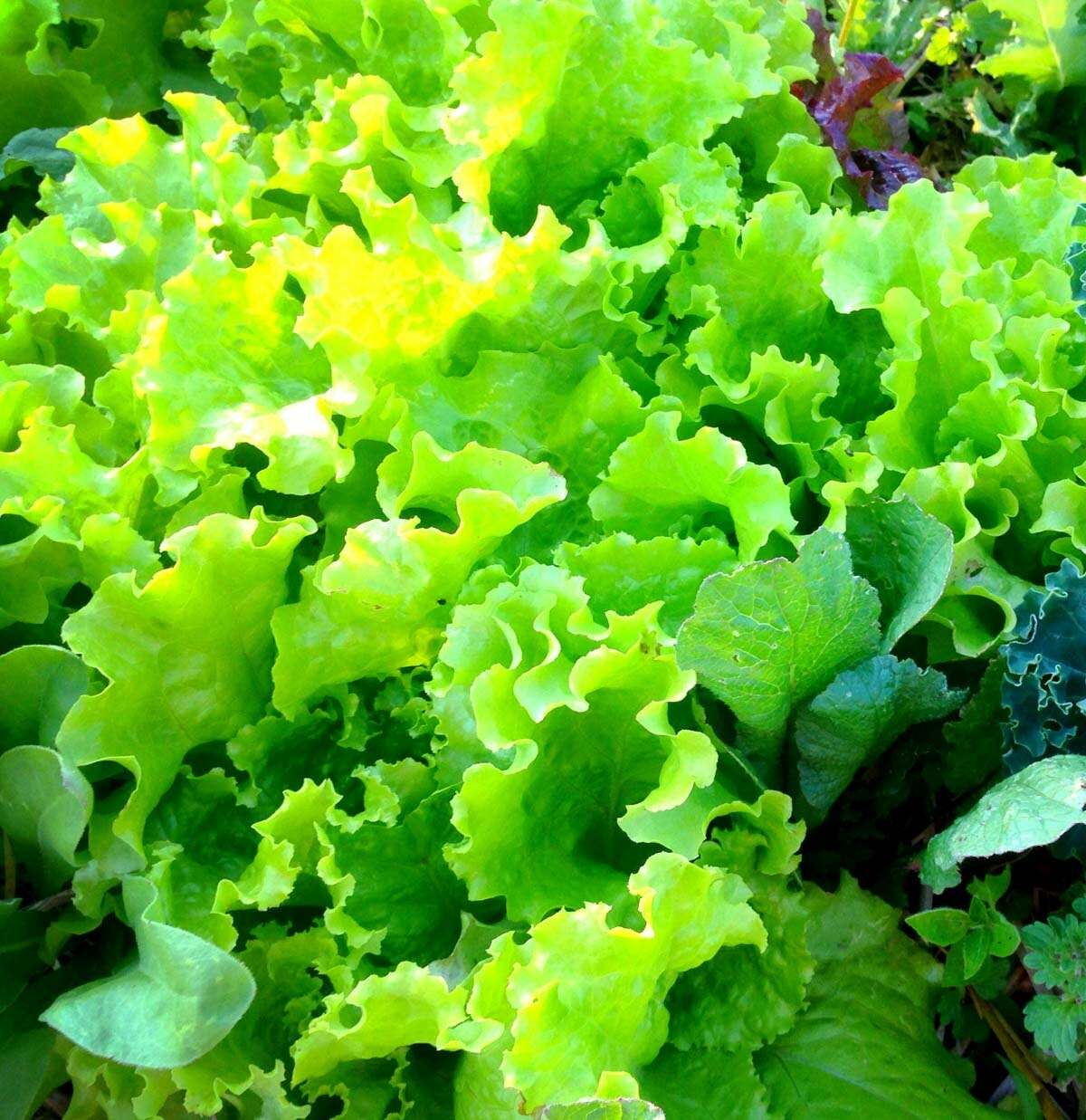 800+ BLACK SEED SIMPSON LEAF LETTUCE SEEDS (1 gram) FRESH GARDEN HARVEST