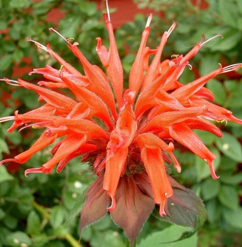100 Orange Bee Balm Seeds Flowers Seed Bloom Hummingbird Flower Seeds 348