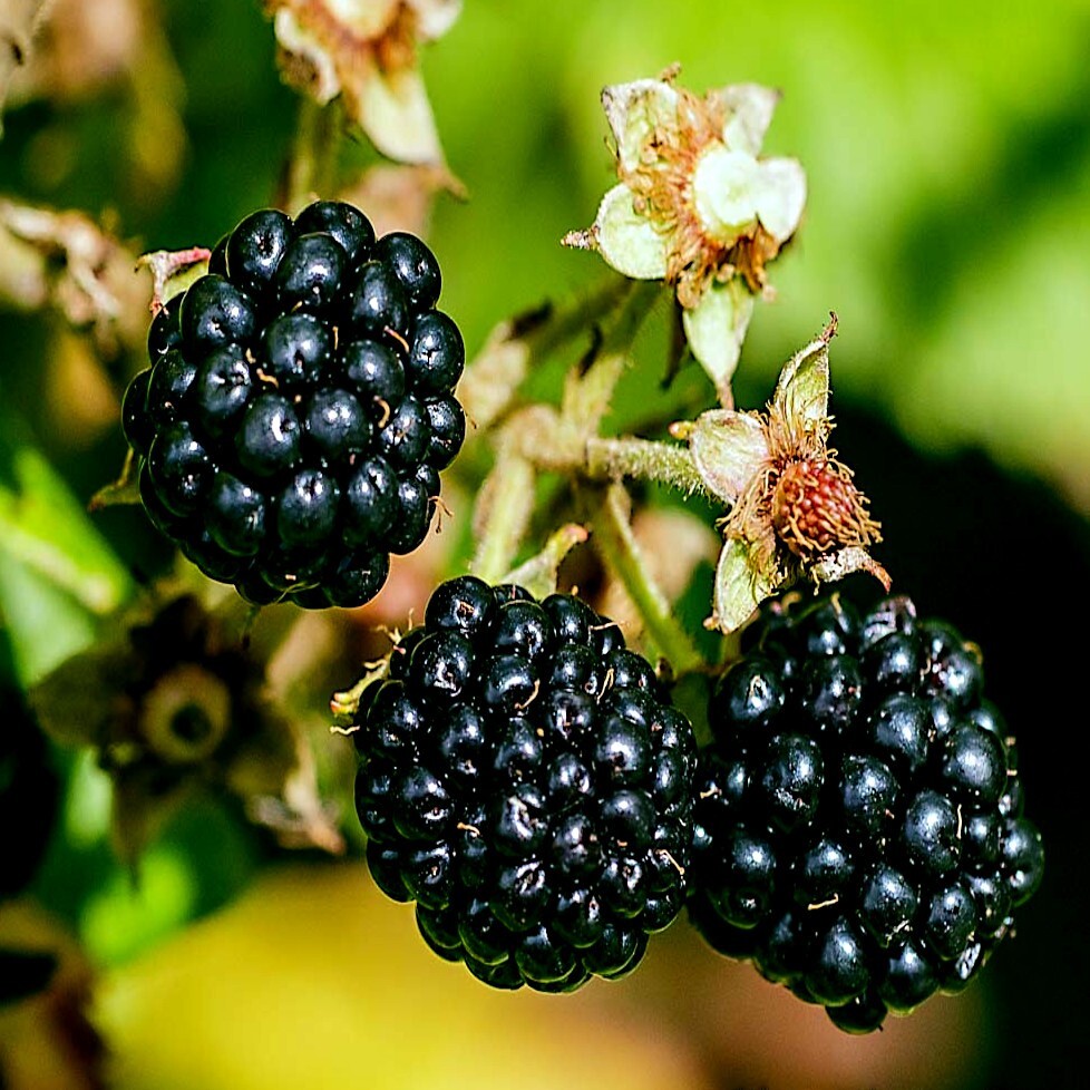 20 BLACKBERRY BUSH SEEDS (Rubus allegheniensis) Garden Fruit Plant Hardy-Zone 3