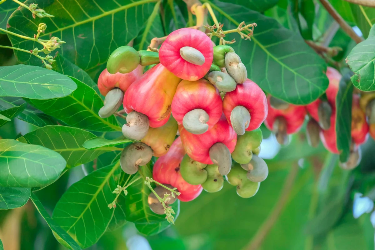 (6) Cashew Tree Seeds for Planting – Anacardium occidentale – Tropical Tree
