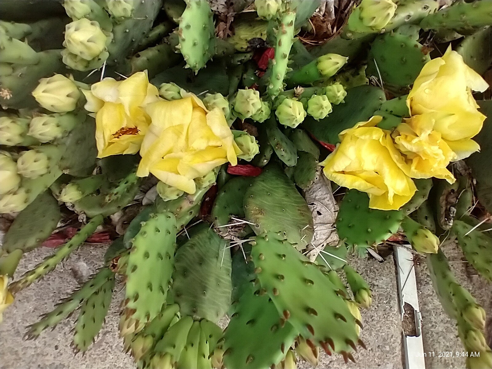 Cactus Prickly Pear Winter hardy 9 pads