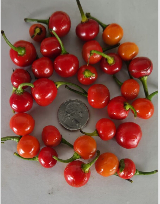 30 Guyana Wiri Wiri Pepper Seeds