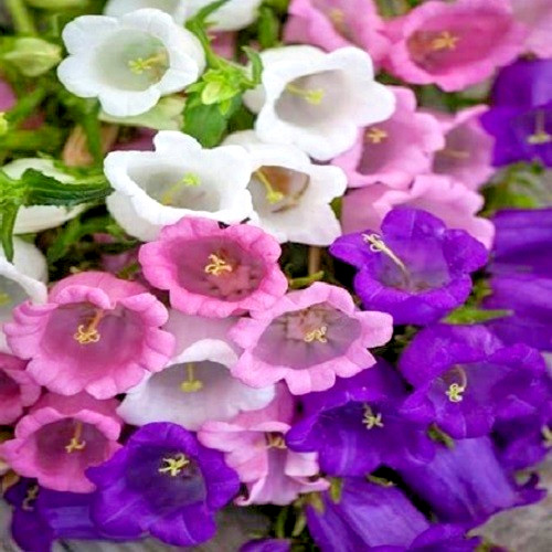 Canterbury Bells Seeds Campanula Rainbow Florist’s Dream Mixed Colors Flowers