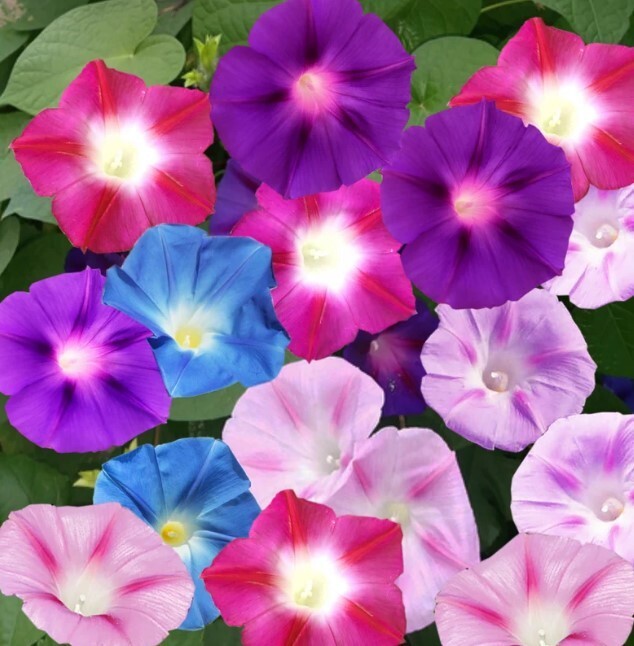 10 Multi COLOR MORNING Glory seeds Trumpet Floret Climbs Lattice Winding Vines