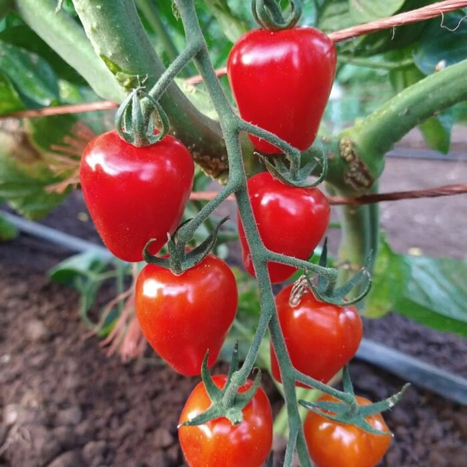 10 Sweetheart Red Cherry Tomato Fresh Seeds – FREE SHIPPING