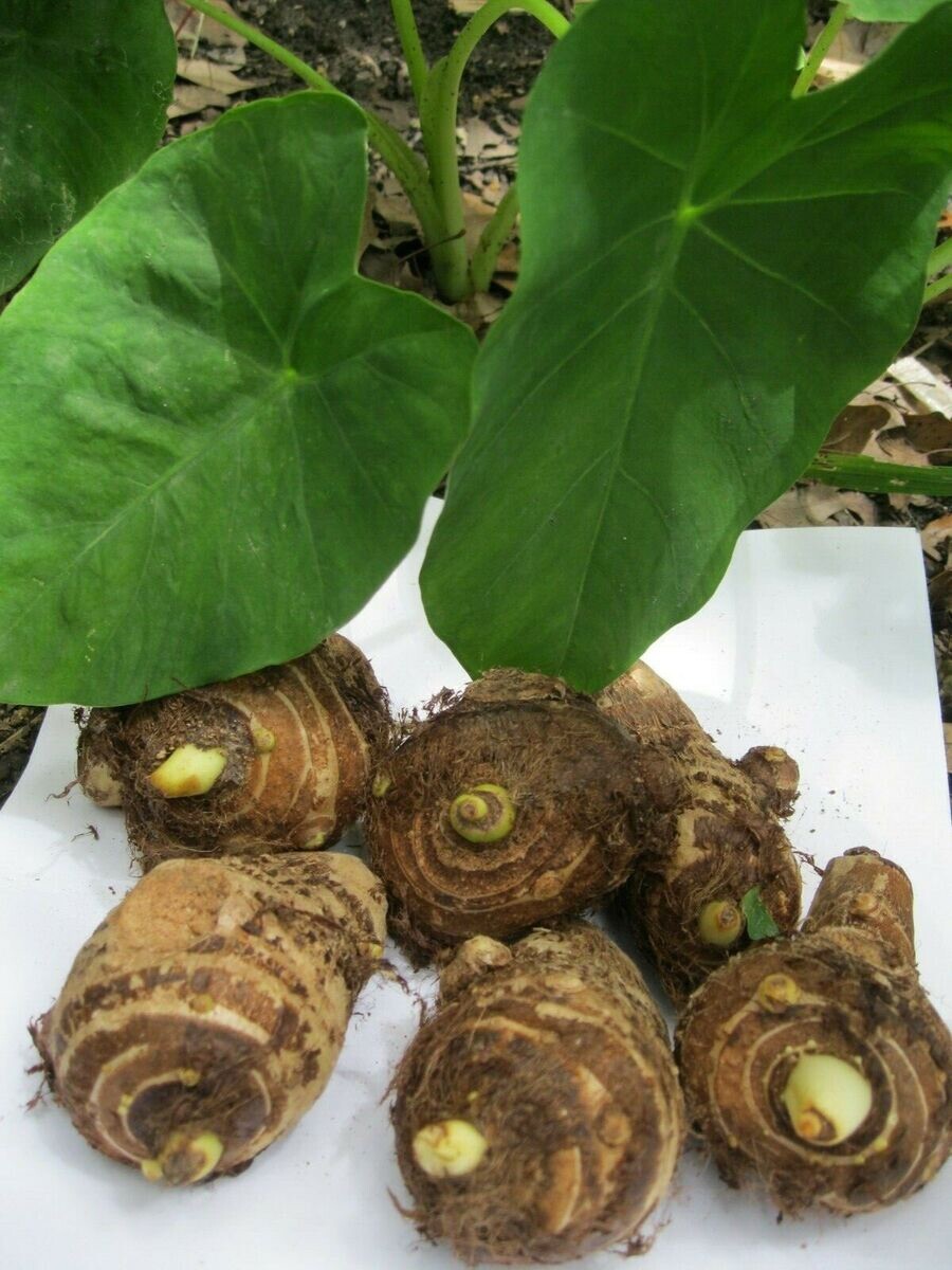 10 LIVE Colocasia Esculenta Elephant Ear Taro Gabi Kalo Eddo Bulbs READY to GROW