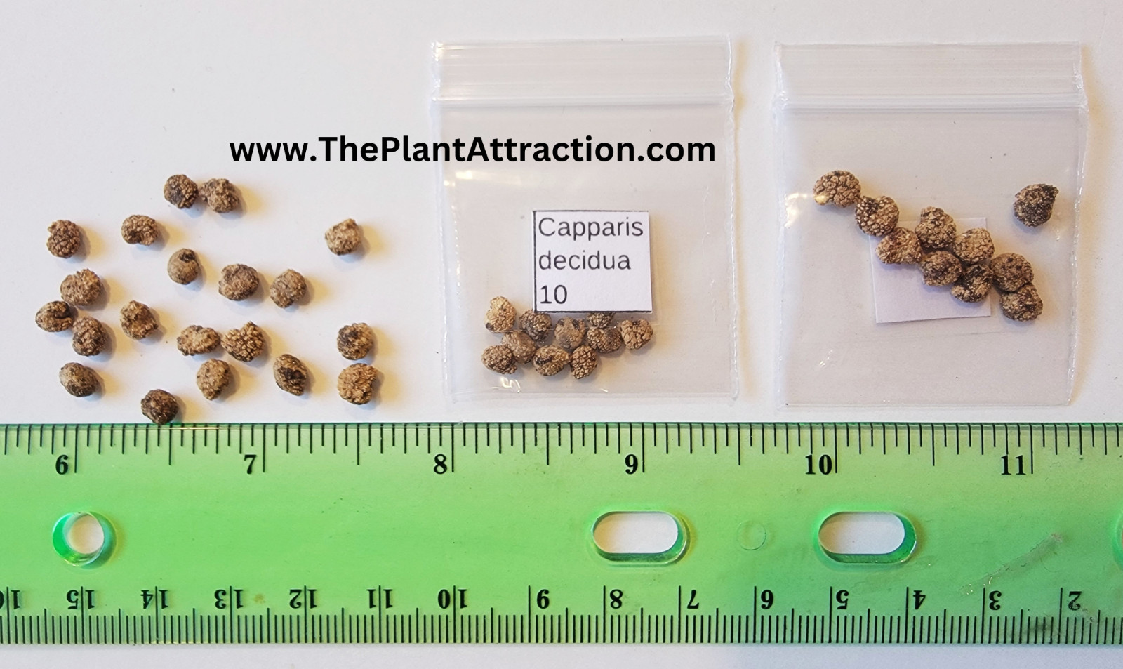 Capparis Decidua 10 Seeds Karira Edible Bare Caper Vining Shrub Small Fruit Tree