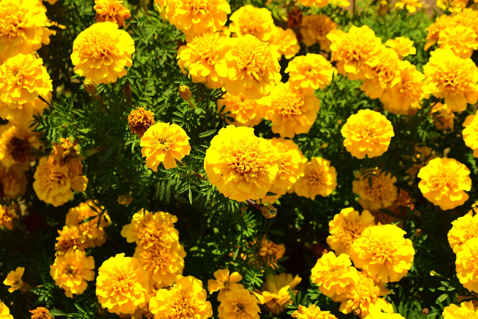 Yellow Brocade French Marigold Seeds – For 2025 Planting Dwarf Tagetes Patulas