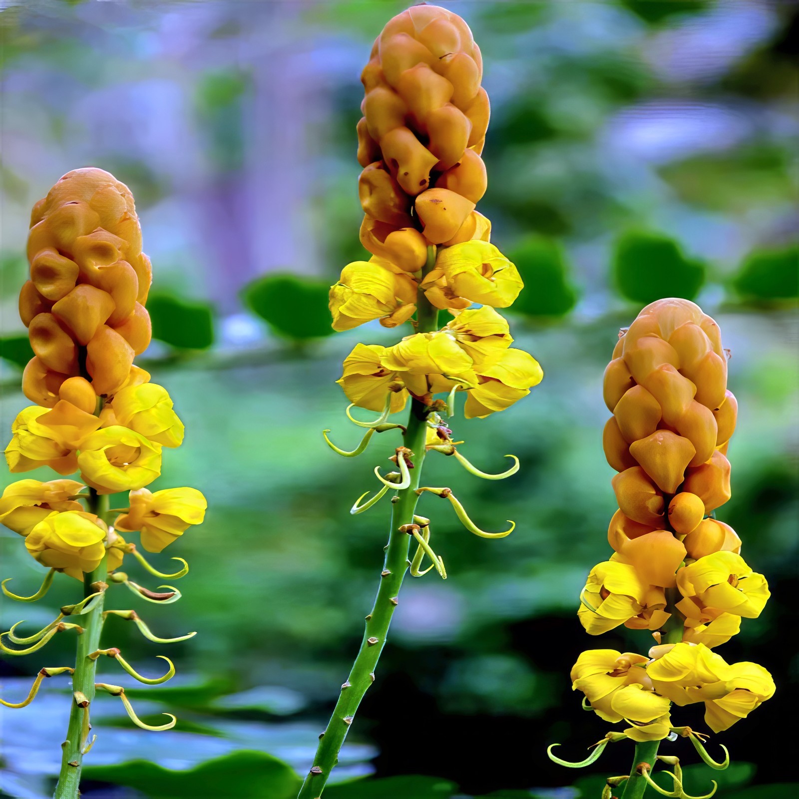 20 CANDLE BUSH SEEDS Cassia Alata Senna Tree Plant “Flowers Attract Butterflies”