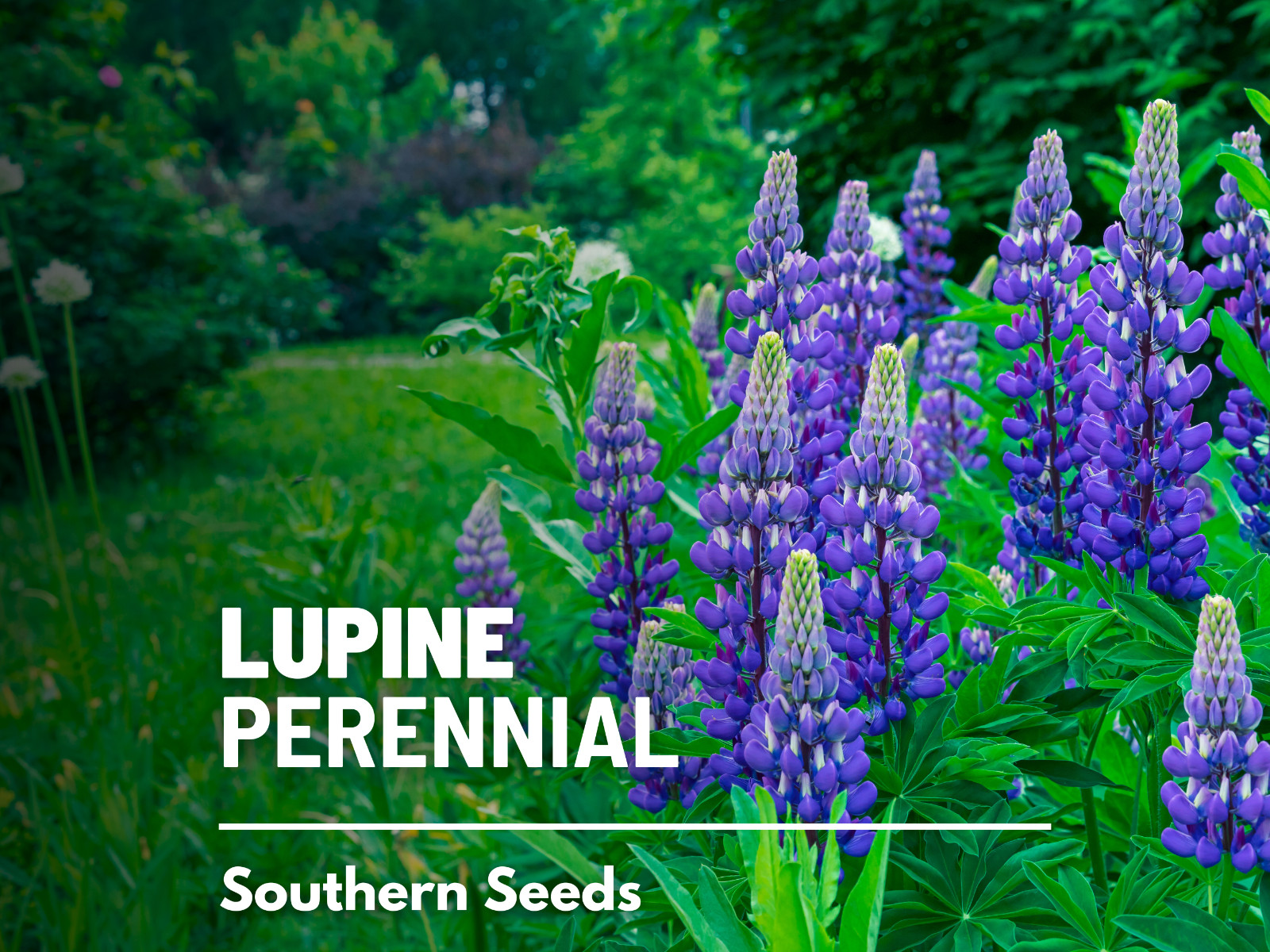 Lupine, Perennial – 50 Seeds – Lupinus perennis