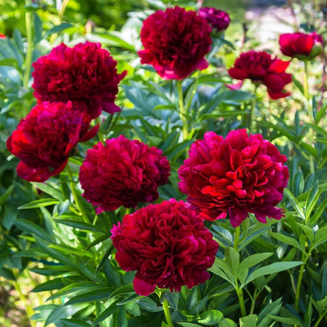 98 Mixed Peony Seeds for Planting – Colorful Perennial Flower Seeds, Heirloom…