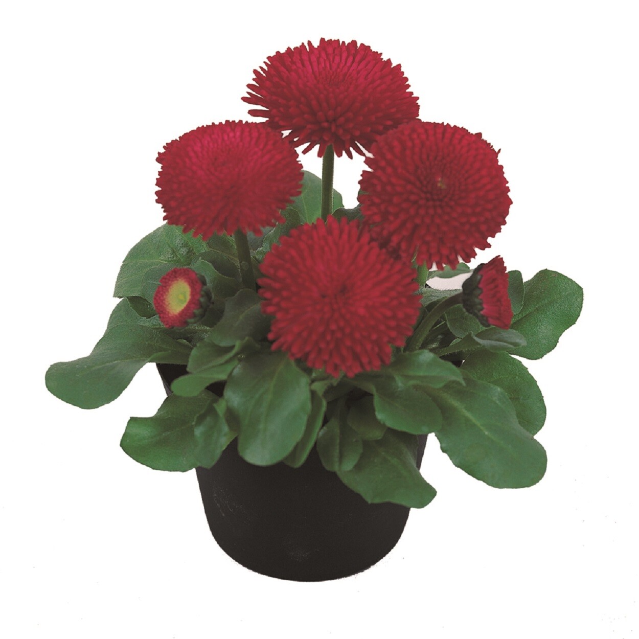 Bellis Seeds Bellis Tasso Red 25 Seeds English Daisy Flower Seeds Pelleted Seeds