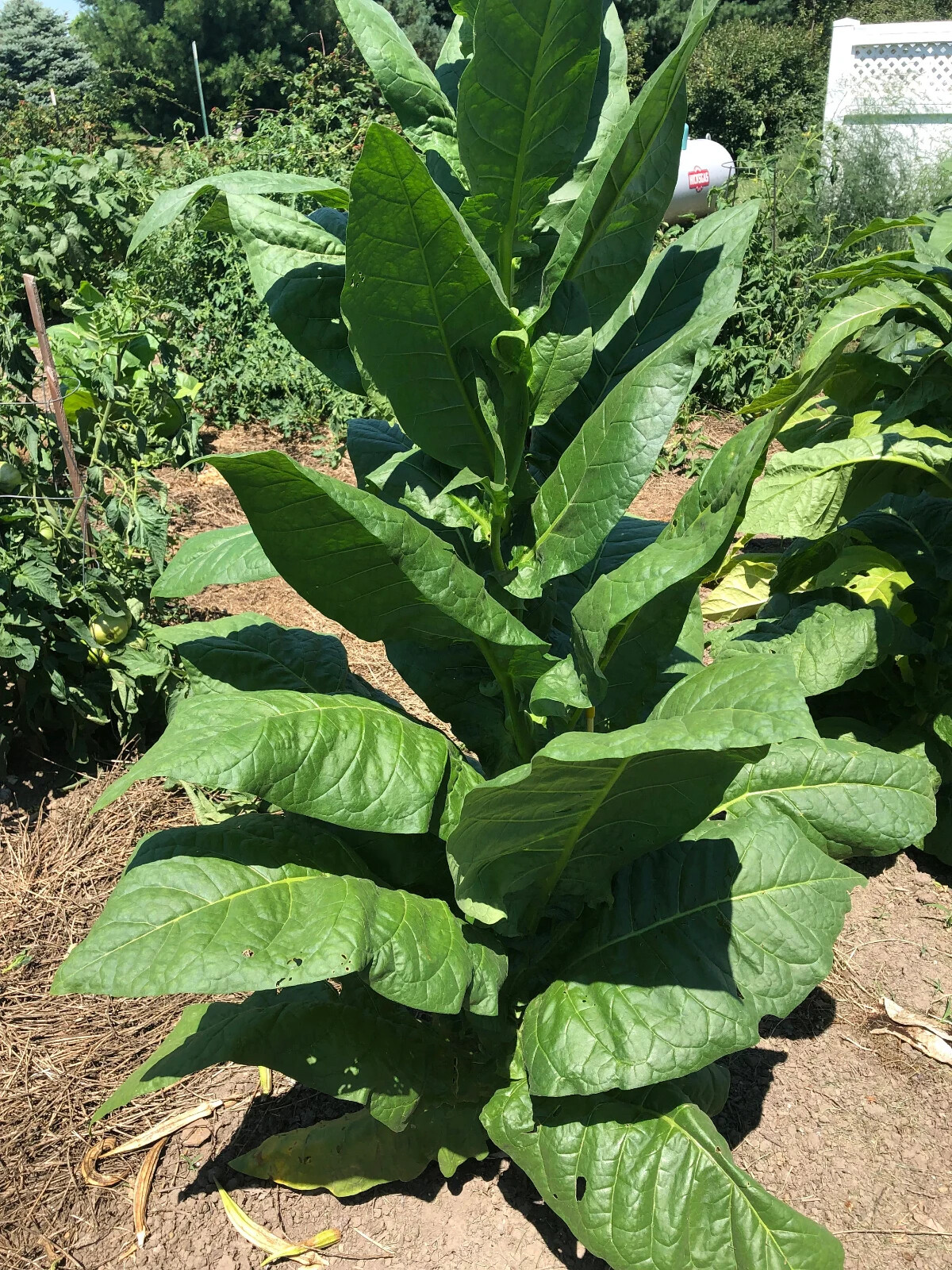 Havaña-608 Tobacco Seeds ~100 Non-GMO Free Ship No Track ~2 Weeks Arrival Read