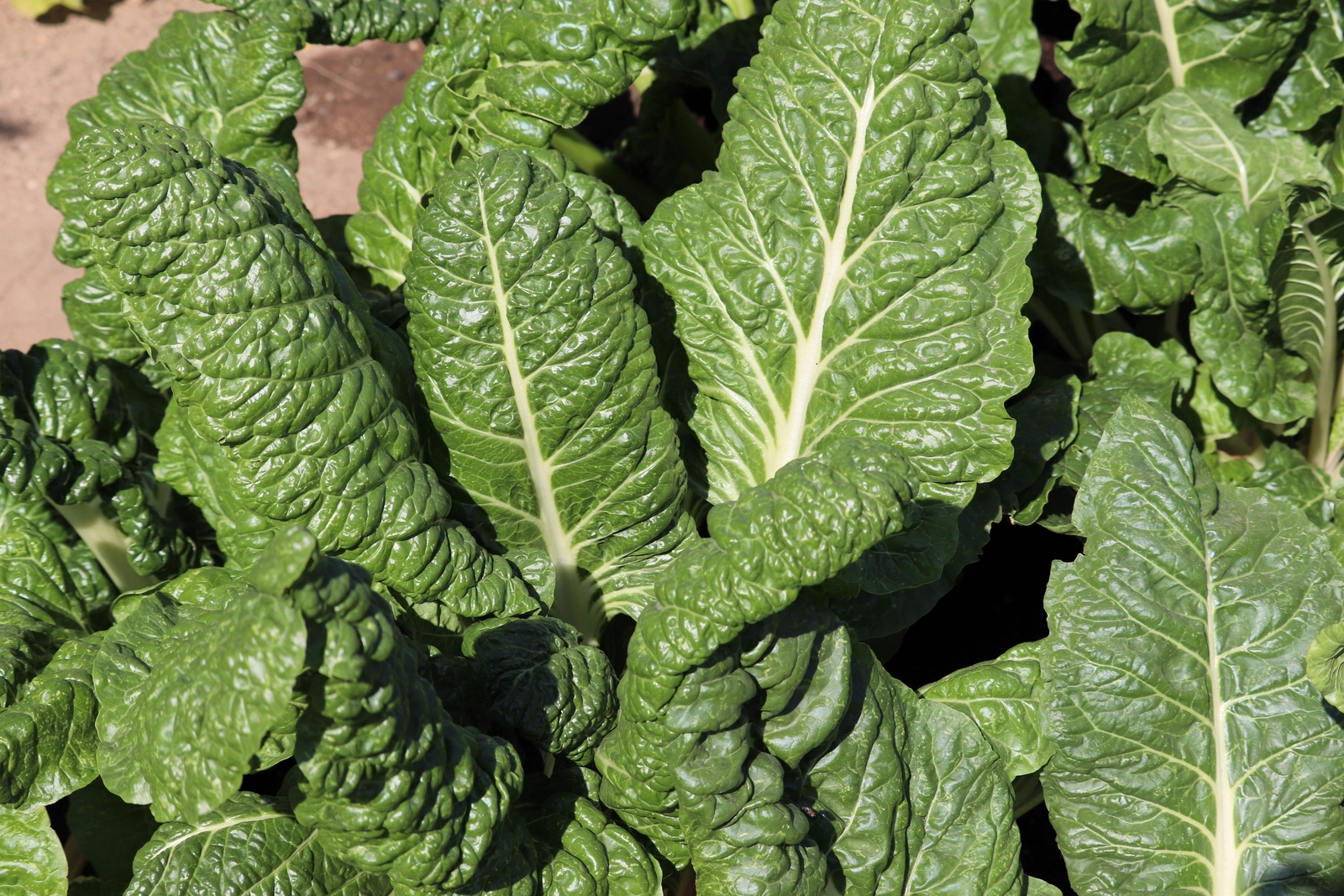 300 Fordhook GIANT SWISS CHARD Perpetual Spinach Beta Vulgaris Vegetable Seeds