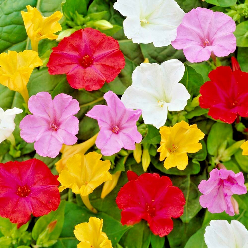 40+FOUR O CLOCK MIX Seed Wildflower Pollinators Fragrant Night Blooms Perennial