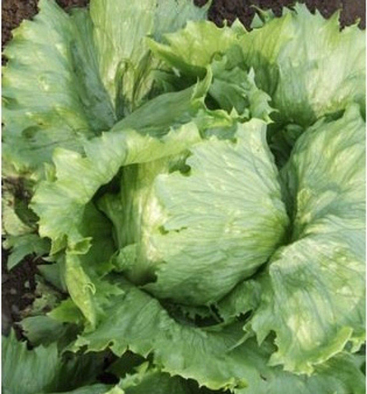 2g Newly Harvested Fresh Great Lakes 659 Premium Lettuce Seeds-A 38