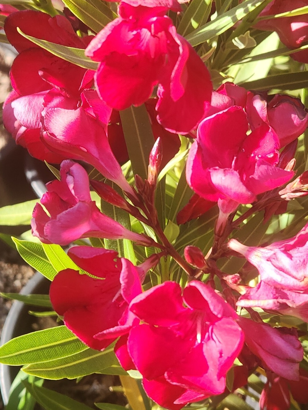 Red Oleander, Fresh Flower Nerium Tree Bush House Plant, 60 2024 Seeds (07)