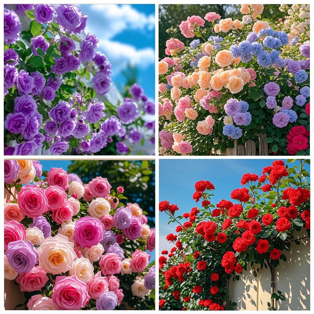 250+ Mix Climbing Roses Flowers Seeds -Rose Bushes Vine Seeds for Planting