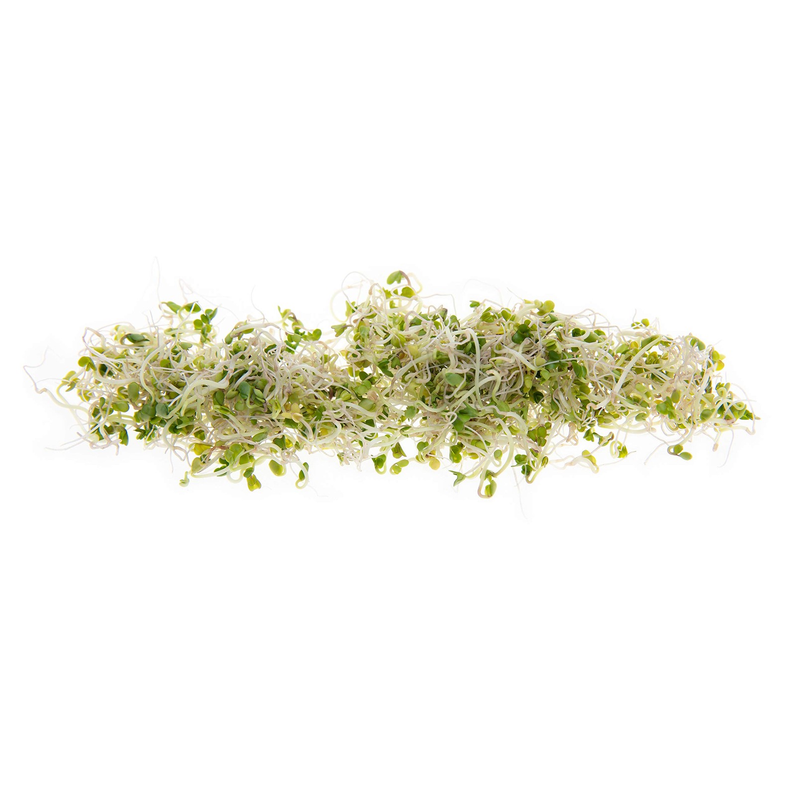 Broccoli Sprouting Microgreen Seeds Salad Edible Greens Sprout Gardening 1 LB…