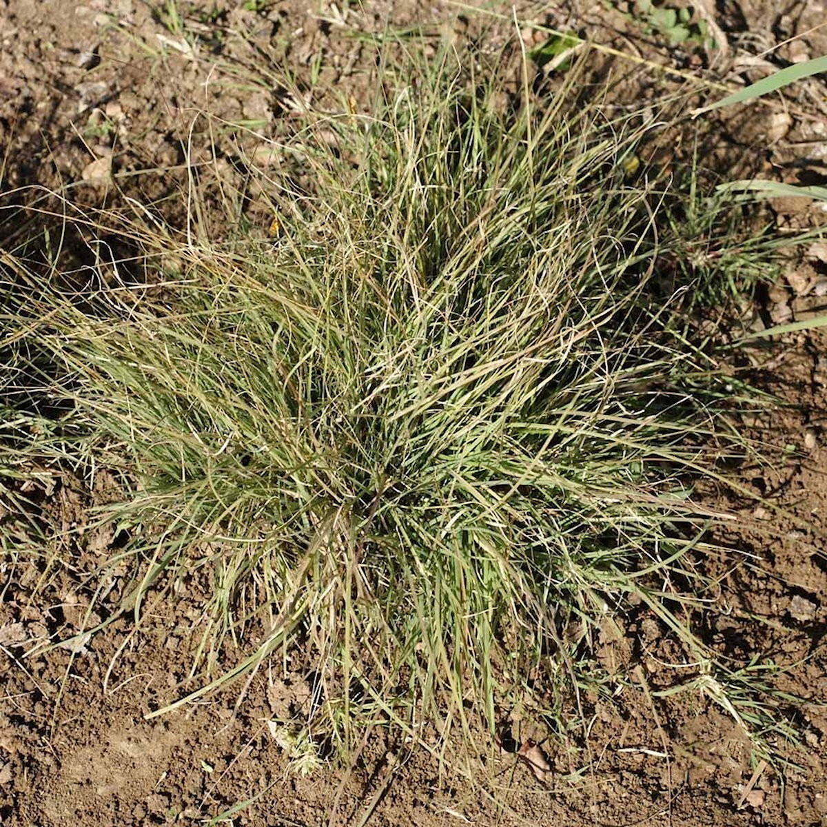1 Lb Buffalo Grass Native Grass Seeds – Everwilde Farms Mylar Seed Packet