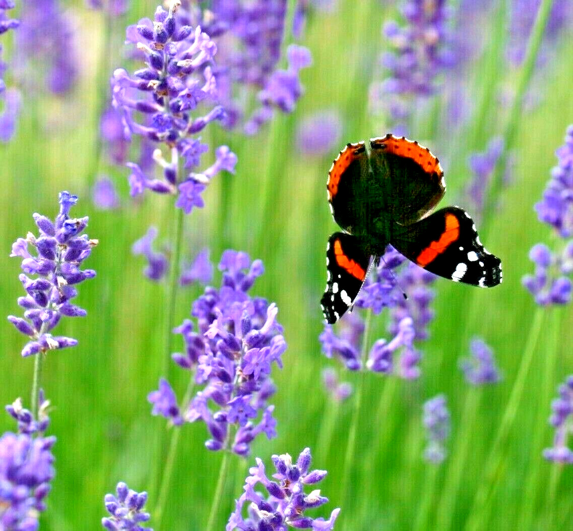 1200+ ENGLISH LAVENDER SEEDS SPRING PERENNIAL HERB MOSQUITO INSECT REPELLENT USA