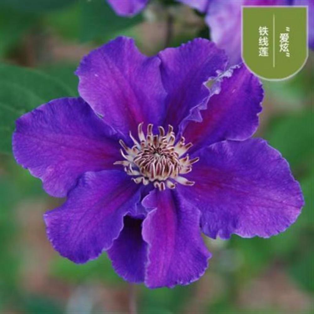 (10) CLEMATIS SEEDS rare exotic climber flower vine garden USA SELLER W/TRACK