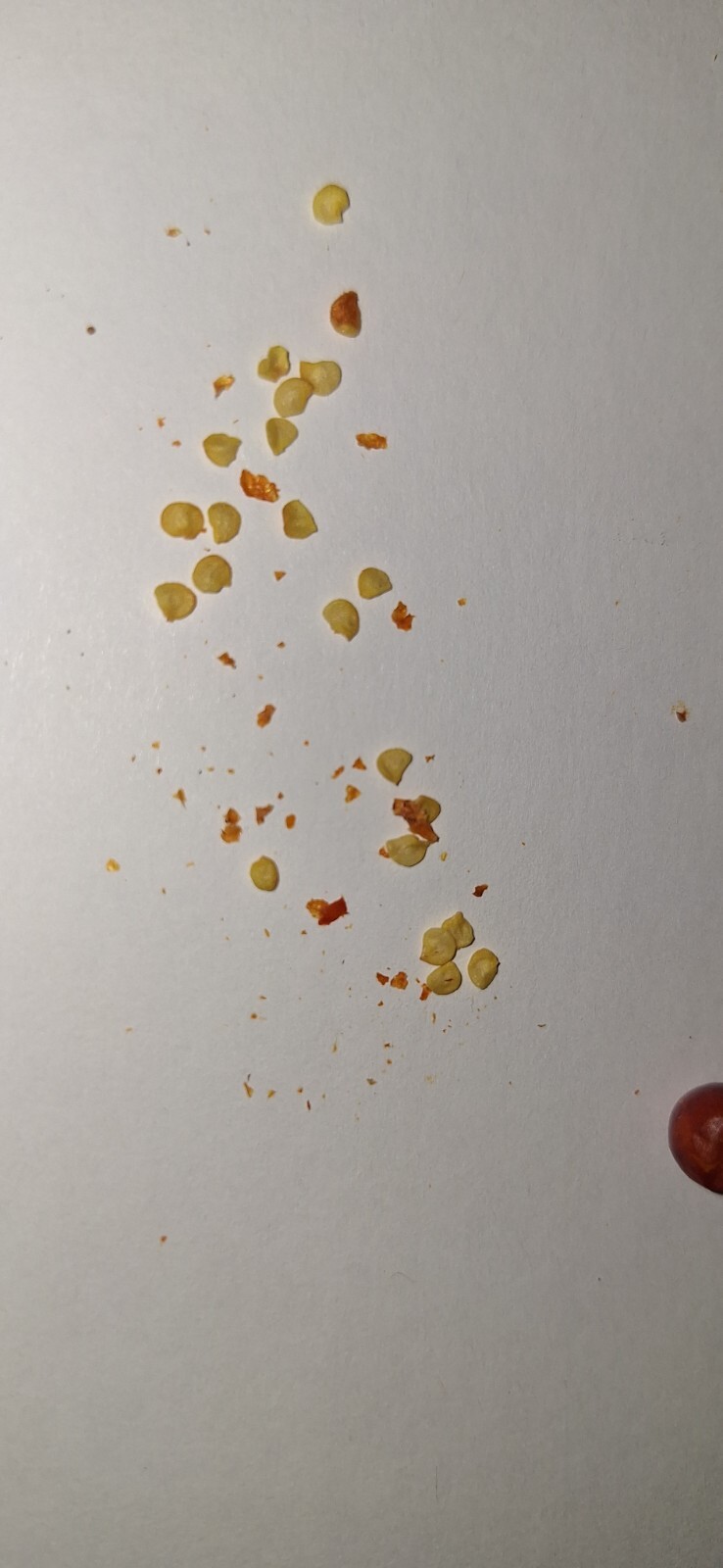 Chiltepin / Birds Eye Pepper Seeds | Free Shipping | 25 Seeds