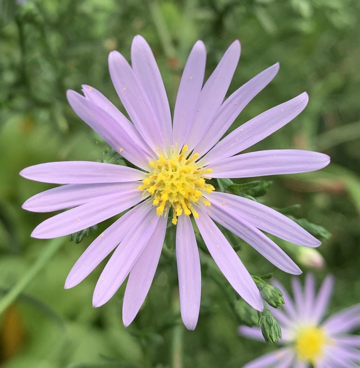 101+SMOOTH BLUE ASTER Seed Perennial Native Wildflower Summer Fall Flower Garden