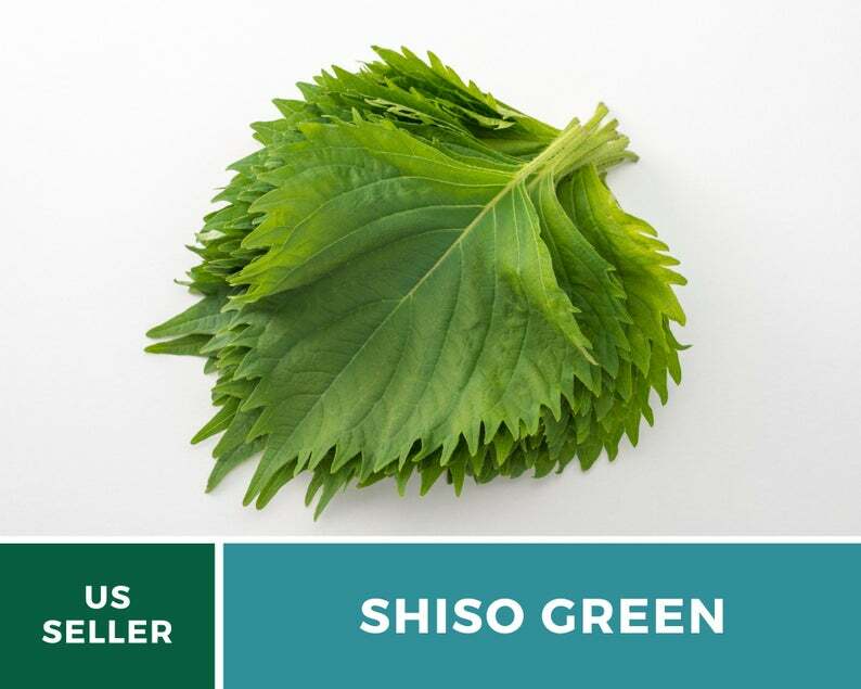 Shiso Green – 200 Seeds – Asian Culinary Herb – Non GMO (Perilla frutescens)