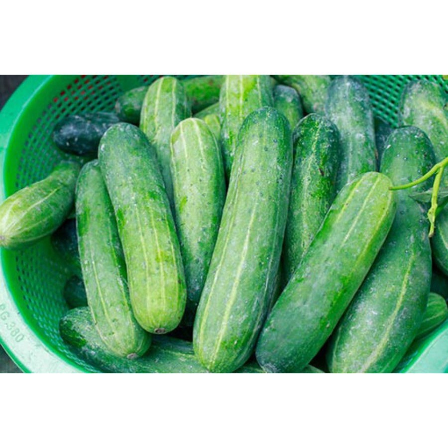 Dua Leo Vietnam/ Cucumber 90 Seeds F1 Hybrid Crunchy Sai Trái Dễ Trồng Dưa leo