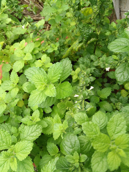 1000 Lemon Balm Herb Seeds Melissa officinalis for Mint Tea Pot Container Garden