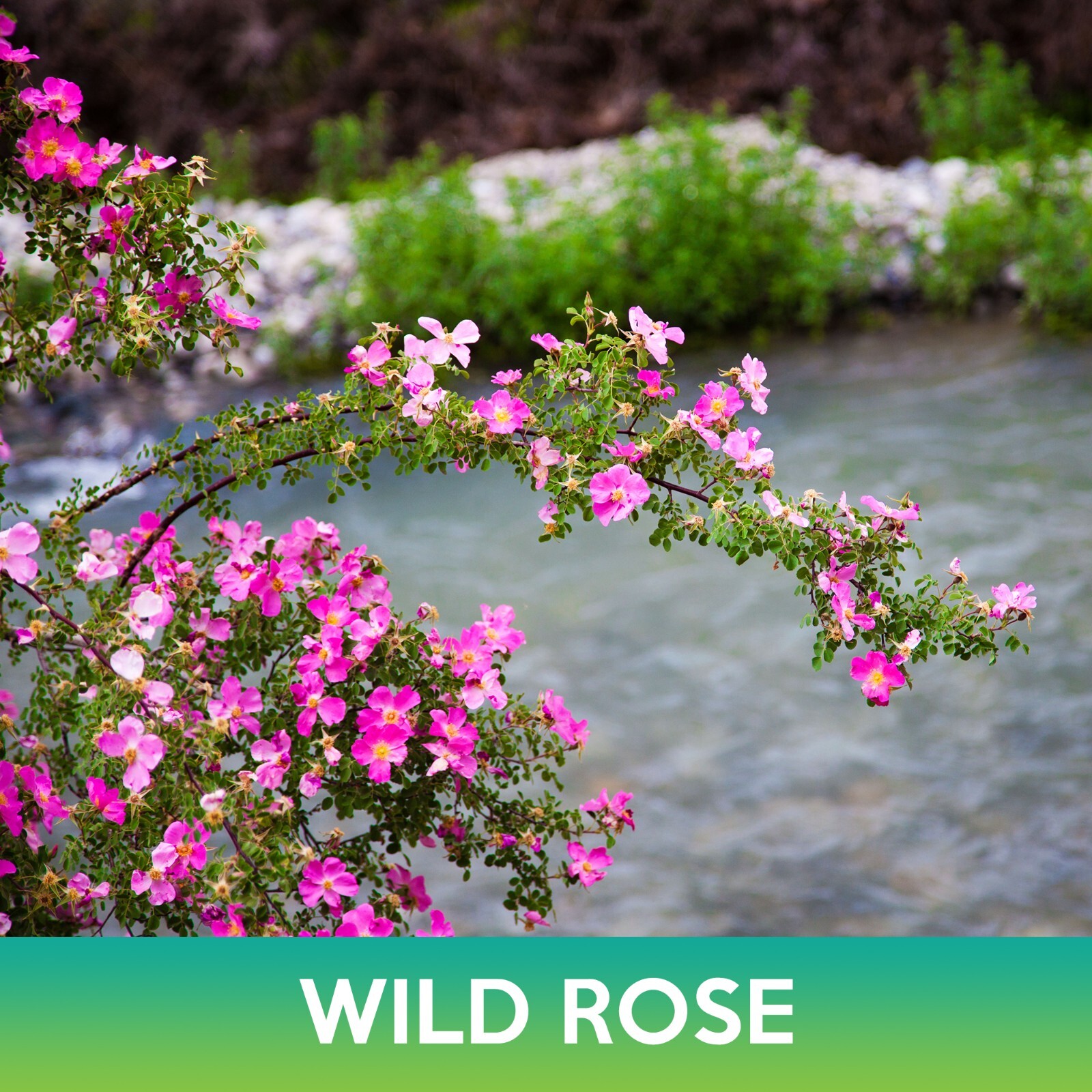 Wild Rose Seeds, Rosa virginiana