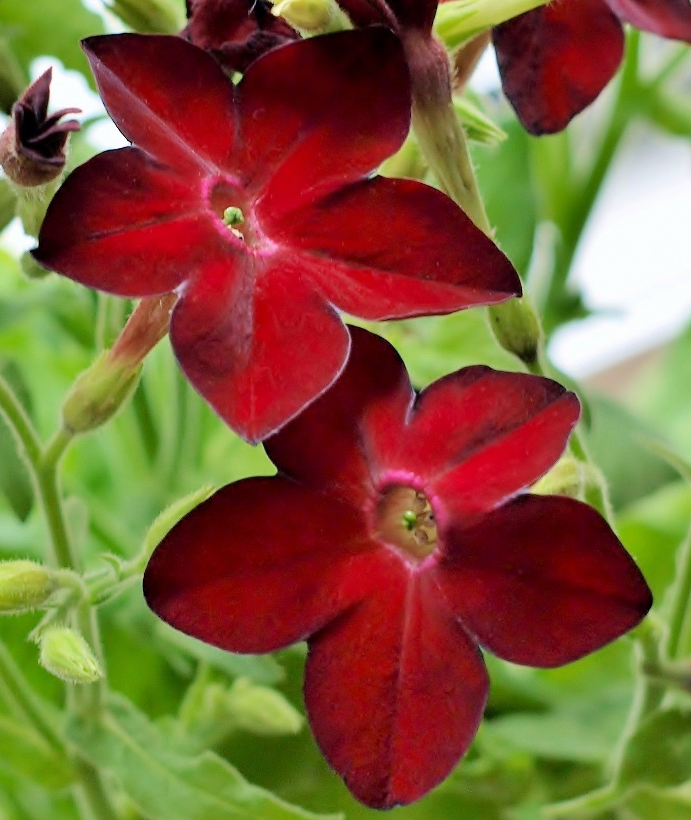 Nicotiana alata Perfume Deep Red 15 pelleted seeds