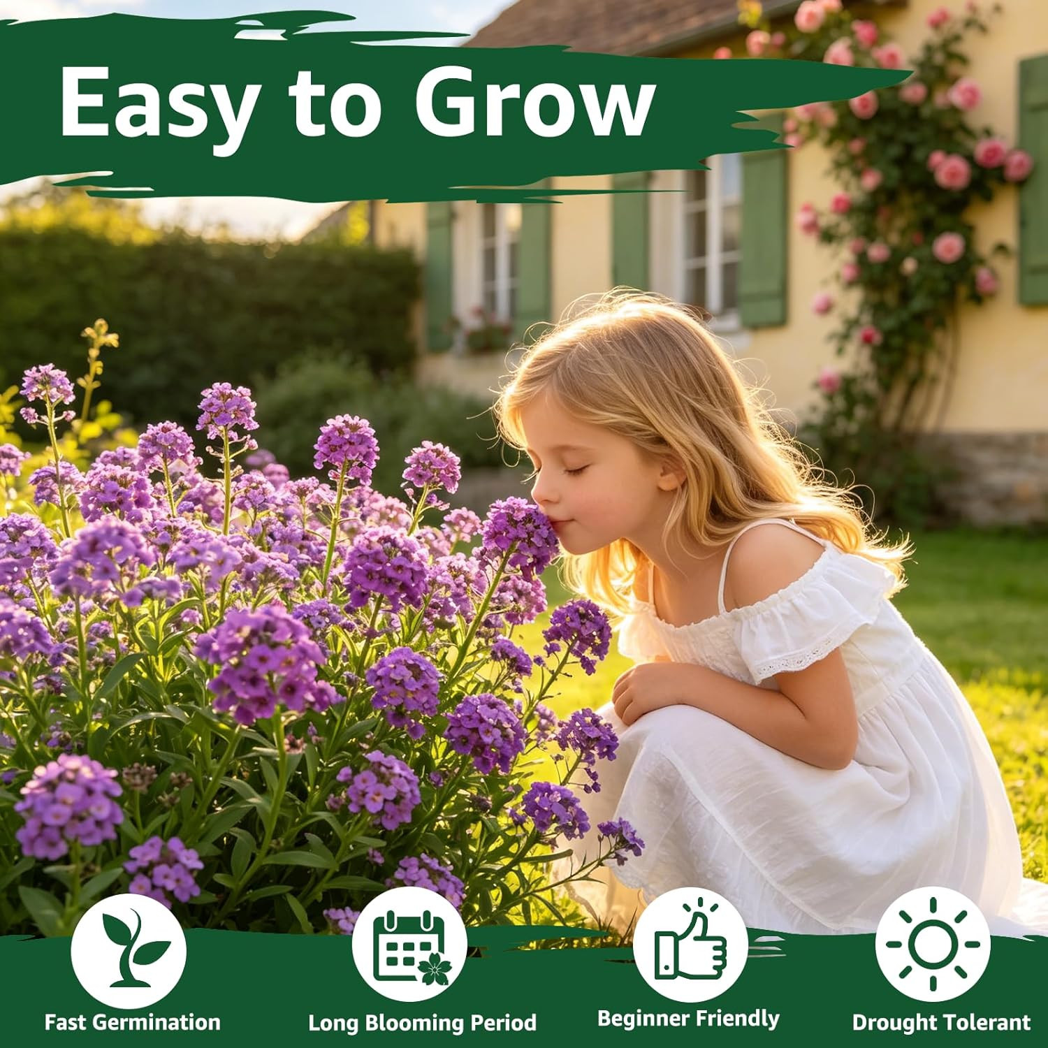 Alyssum Seeds for Planting – Purple Royal Carpet, Sweet Purple Alyssum Flower Se