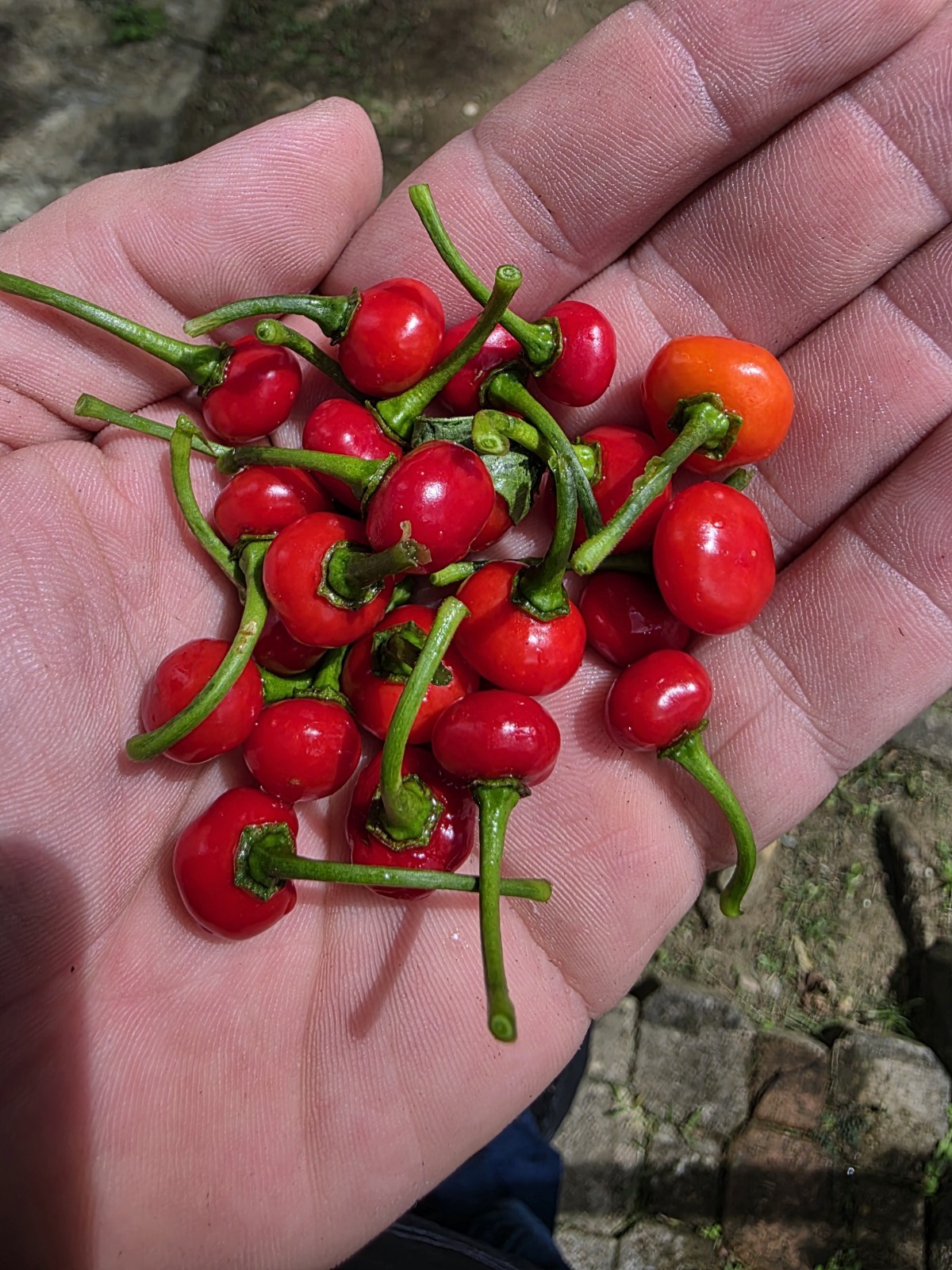 50 Seeds Combo Ají Dulce Grande + Ají Sabrosito, Puerto Rico, Sweet Pepper