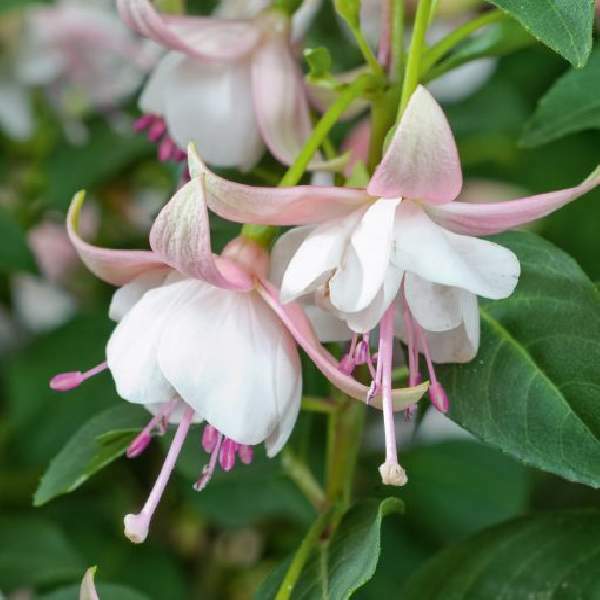 Fuchsia Live Plant, Well-Rooted Plug, Healthy Starter Plants For SALE