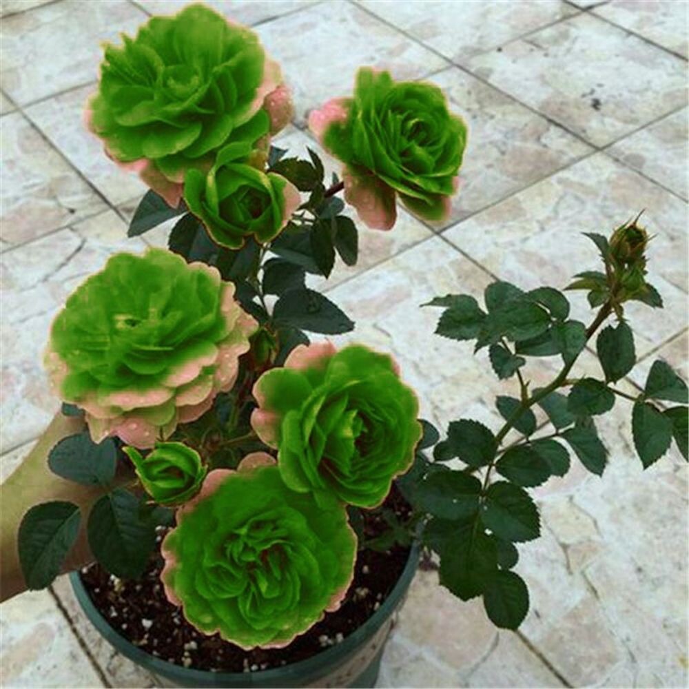 20 SEEDS for Green/Beige tips RARE Rose tea flower Bush exotic plant USA Seller