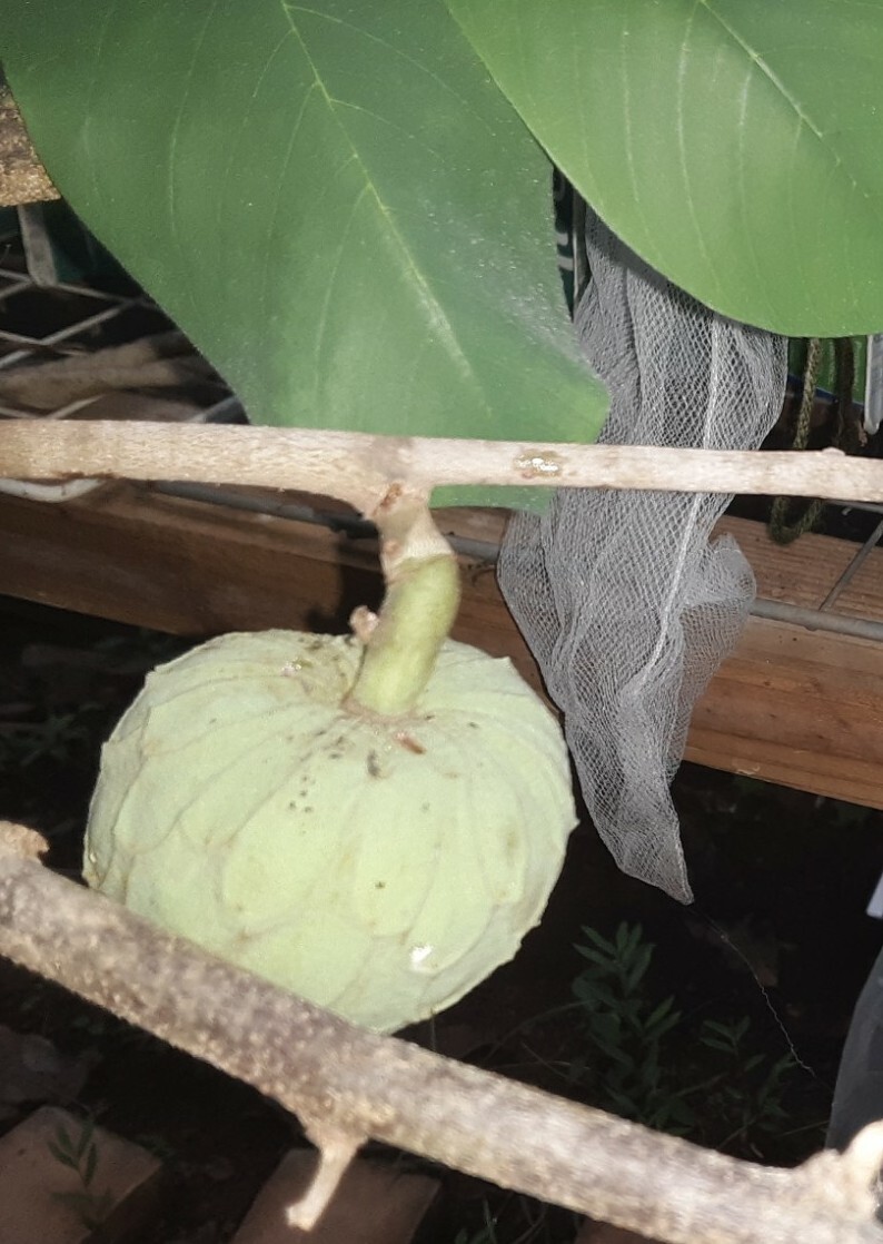 10 Organic Cherimoya/Custard Sugar Apple Tropical Fruit Seeds.US grown seeds.