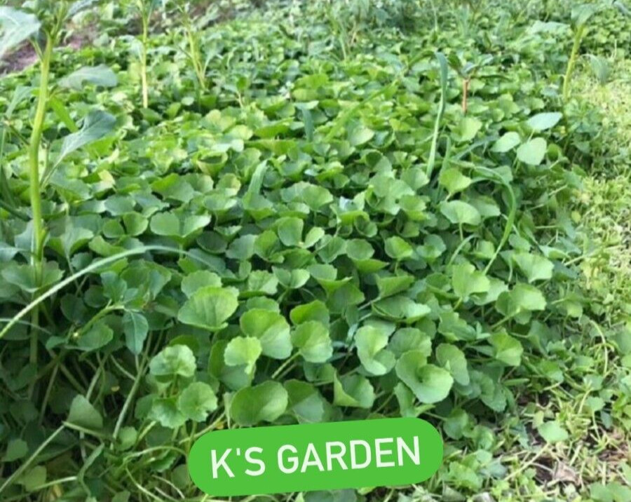 PENNYWORT , GOTU KOLA SEEDS (SMALL LEAF), HẠT RAU MÁ LÁ NHỎ |+200 PCS|