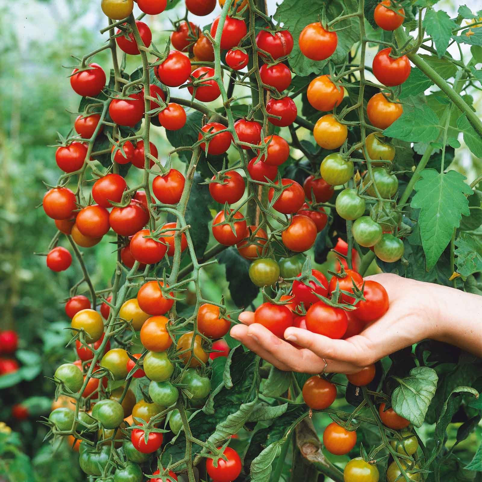 100+ SUPERSWEET 100 LARGE CHERRY TOMATO SEEDS – NON GMO – ORGANIC —- FRESH