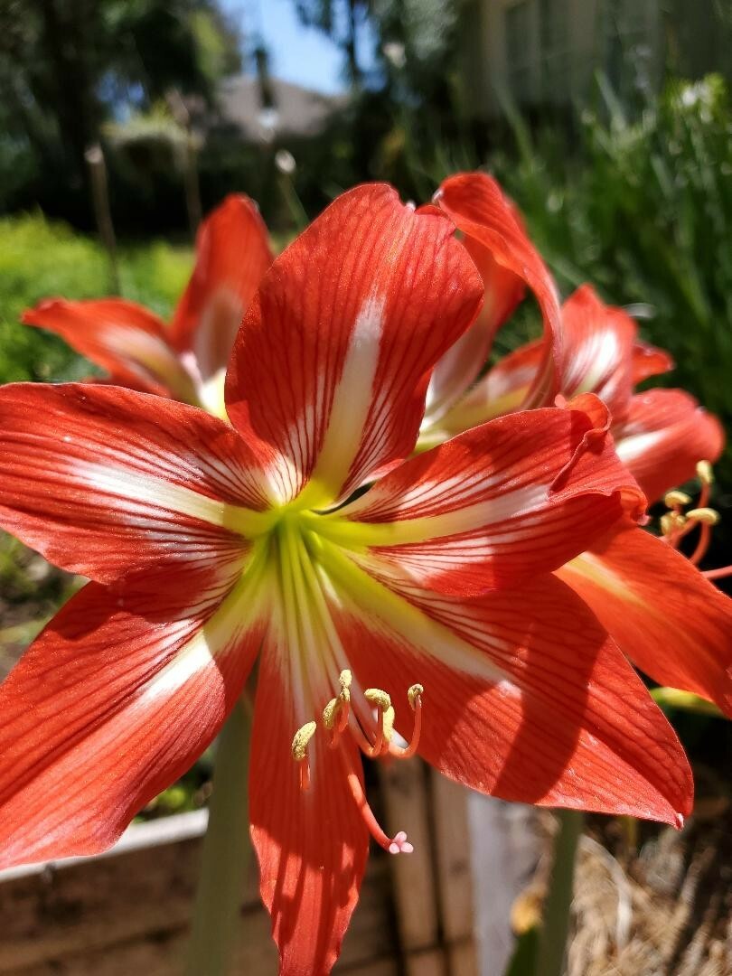 12+ Red St Joseph Heirloom Amaryllis Seeds collected May 2024 with Instructions