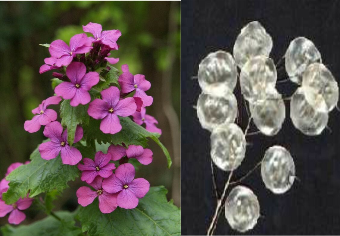 Lunaria Biennis Mixture Nice Garden Flower By Seed Kingdom 1/4 Lb Seeds