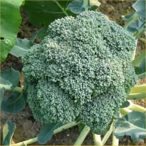 Broccoli, Waltham 29 100 – 125 NON – HYBRID NON – GMO Seeds Heirloom