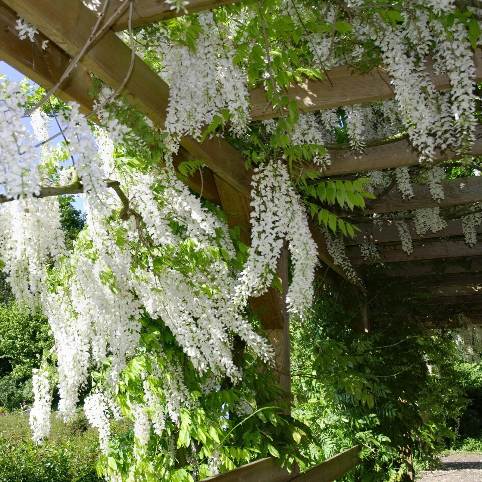 10 Pcs Japanese White Wisteria Sinensis Seeds for Landscaping or Bonsai Planting