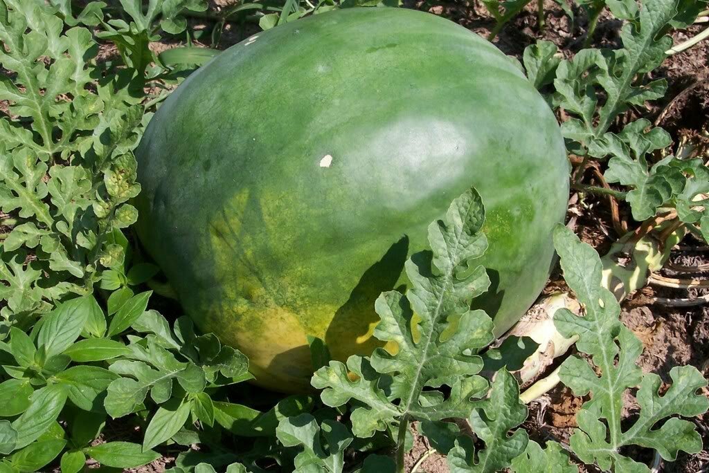 Florida Giant Watermelon Seeds, Jubilee, NON-GMO, Huge 35-50 lbs, FREE SHIP